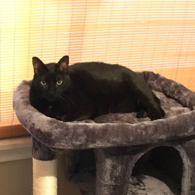 catladymona's profile picture. 