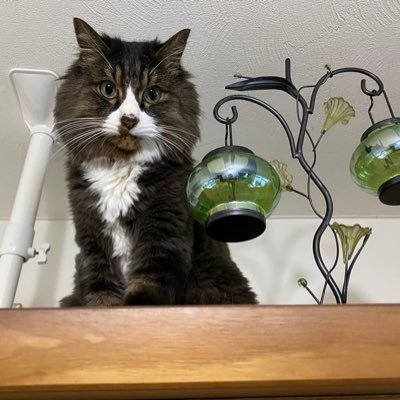 AZUTAROMAMA's profile picture. 猫好き バレリーナ