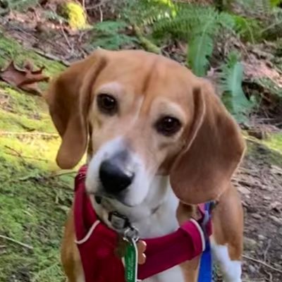 Port:beagle, loved to pieces, OTRB 6.1.19 💔Tekoa: freagle, learning to beagle #StopAnimalTesting #AdoptDontShop #BeagleBugClub🐞