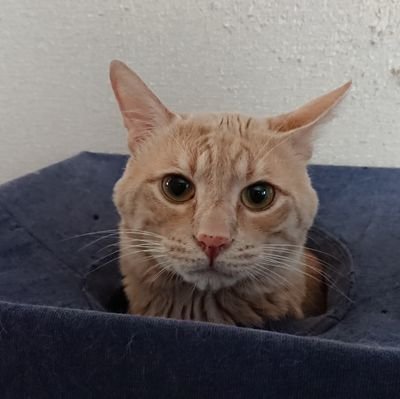 MakotoK04779779's profile picture. 元GAW、長年育てた機体が...まぁ、多くは言うまい...
で、懲りずにガンダムゲーム復帰しました。

基本モノアイが好きです、乗ってる単車も見た目がモノアイです。笑

AMAZONのポストは、自分が買う為のポストです。踏んで自分が買うＷＷＷ