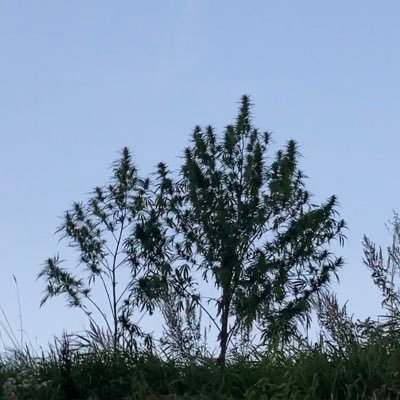元刑務官/#薬物非犯罪化支持/ 薬物は“刑罰”ではなく“治療”を /DMにてご相談や薬物依存の診療で通報しない病院も紹介させて頂いています。