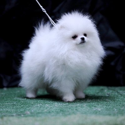 TATIANA KATUNINA \white Pomeranian\