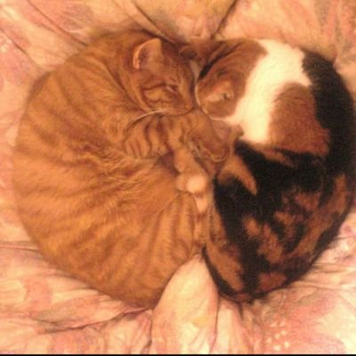 梓野良猫さんのプロフィール画像