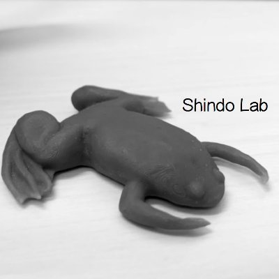 Developmental biologist working on morphogenesis. Xenopus Lab at the University of Osaka.