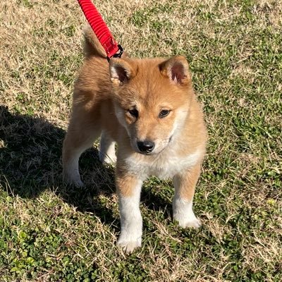 Chitcha08765588's profile picture. 