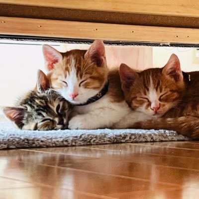 猫を多頭飼いなアカウント🐱つばき|らん|よもぎ|しおん🐱楽天社員として猫のために生きています|日常呟きアカウント📝猫好きさんよろしゅうに🐱
