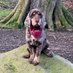 Aero-Hearing-Dog-Digital-Ambassador (@ambassador_dog) Twitter profile photo Aero-Hearing-Dog-Digital-Ambassador (@ambassador_dog) Twitter profile photo