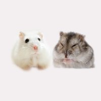 oto & uta (@oto_hamster) 's Twitter Profile Photo oto & uta (@oto_hamster) 's Twitter Profile Photo