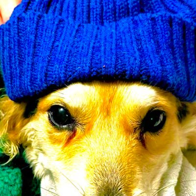 wala_dog's profile picture. breast cancer survivor | member of DATMOT: Dogs Against That Motorcycle Over There