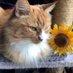Shirley🏴🇬🇧 🇪🇺🇺🇦 #AdoptDontShop (@sqigg) Twitter profile photo Shirley🏴🇬🇧 🇪🇺🇺🇦 #AdoptDontShop (@sqigg) Twitter profile photo