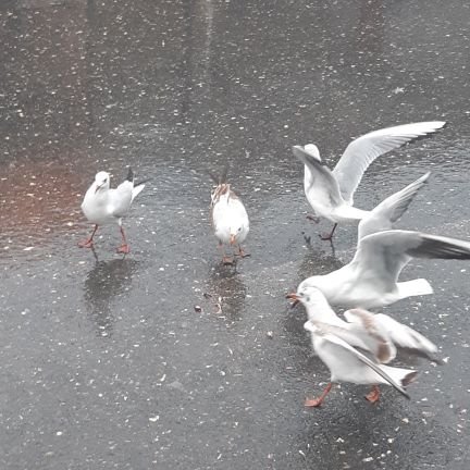 Filiz12800723's profile picture. 