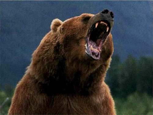 angry-bear.jpeg
