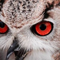 DAX (@dax_click) 's Twitter Profile