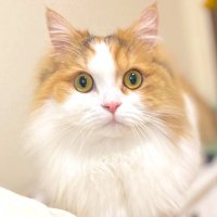 みーこ🐈激短足ミヌエット (@mikonomiko_cat) 's Twitter Profile