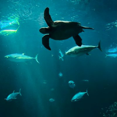 oceansblueskies's profile picture. 