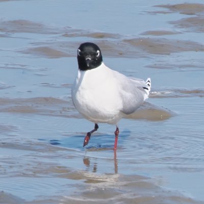 野鳥全般を愛でるアカウント 浅い知識しかありませんが、とりあえずゆるゆる鳥さん愛でてます 当方絶賛コミュ障拗らせてます ズグロカモメに反応しがち ﾋﾟｯ 絶賛子育て中の為鳥見あんまりできてません