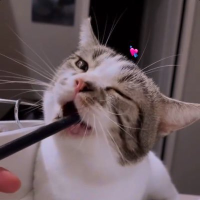 原創未滿十八歲請勿觀看🔞僅此帳號🫶🏻 19 years old 🐱🔞 💦squirting💦 🥵solo🥵 🤤respond everyday🤤 👉🏻 https://t.co/rTbAGUveu3