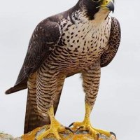 Abuhatem @gmail.com (@abuhatemgmail) 's Twitter Profile