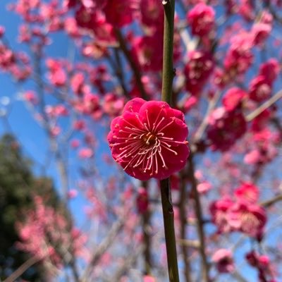 Twitter長年使っていたら、あらゆる話題をフォローしすぎて訳わからなくなったので、別アカを作ってみた所です。ポイ活専用にしようかな…