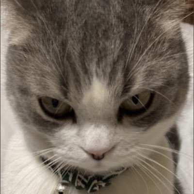 Love_Reni_Mayuu's profile picture. 北星(19)