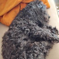 Tired of deception (@ms_defied1) 's Twitter Profile