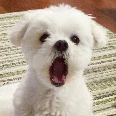 doriri___'s profile picture. 저 신경쓰지 않으셔도..(혼자조잘)