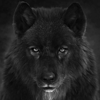 ilikewolves777 Profile Picture