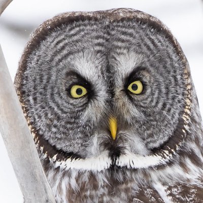 greatgreyowls's profile picture. Always looking for the least bad option.

I like: 
⛏️🐐🐝🦫🪨🌲💦❄️🚲🐢💨😷🇨🇦 - and 🚜🇺🇦