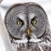 Great Grey Owl (@greatgreyowls) Twitter profile photo Great Grey Owl (@greatgreyowls) Twitter profile photo
