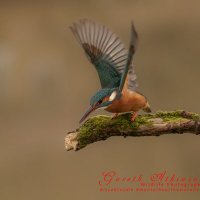 Gareth Atkinson Wildlife Photography(@G_AtkinsonPhoto) 's Twitter Profile Photo