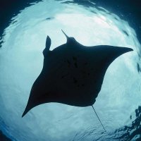Manta Rey 🇵🇸 🇭🇹 (@riotcockchain) 's Twitter Profile