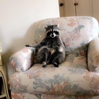 N. (@dienicse) 's Twitter Profile