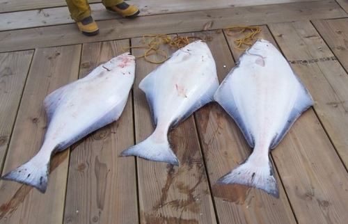 Imperial Eagle Lodge & Charters Inc in Bamfield, Vancouver Island (BC) offers Guided Fishing Trips, Island Tours, Kayaking and more in the Vancouver Island area