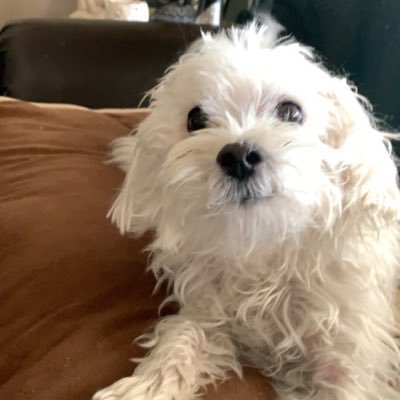 ChandlerNichols's profile picture. Monmouth BS ‘16. Monmouth MBA ‘17