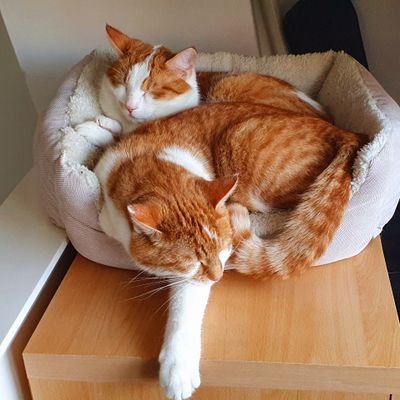 Boyanbc's profile picture. Citizen journalism in GIF's?🤔