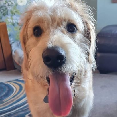 Labradoodle from 🏴󠁧󠁢󠁳󠁣󠁴󠁿excited to  make friends wherever I go. I'm really friendly and love to meet new people and doggos. Ambassador for 🏴󠁧󠁢󠁳󠁣󠁴󠁿