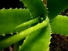 ColonCleanse4's profile picture. Latest Info on Colon Cleanse Weight Loss