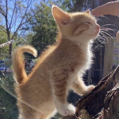 he/cat ✨ A developer cat ✨ Discord: tolgchu ✨ Bluesky: https://t.co/iVMIsJfsYf ✨ Personal Account: @CatTolgchu