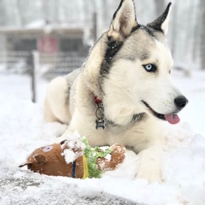 S_WitWiki's profile picture. Proud Marine veteran & Animal Lover. I also enjoy the #Twinlife #DungeonsAndDragons