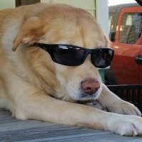 ShagFromScuffletown (@shagonsports) 's Twitter Profile Photo