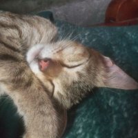 Kiray The Sleeping Cat Nft (@kiraynft) 's Twitter Profile