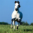 tadeu_fernandes's profile image