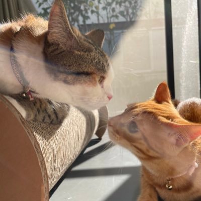 ⭐️やっぱり猫が好き⭐️2020年7月26日女の子ミヌエット凛ちゃん ⭐️2021年4月くらい 保護猫男の子 麦くん ⭐️無言フォロー失礼します&ご自由にどうぞです! 楽天ルームやってます 暇つぶしにどーぞ! https://t.co/6pH3J1UjVV