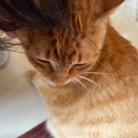 hor (@horryant) 's Twitter Profile Photo