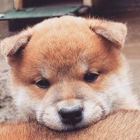 法維_tw (@sgslw0zm0owsyor) 's Twitter Profile