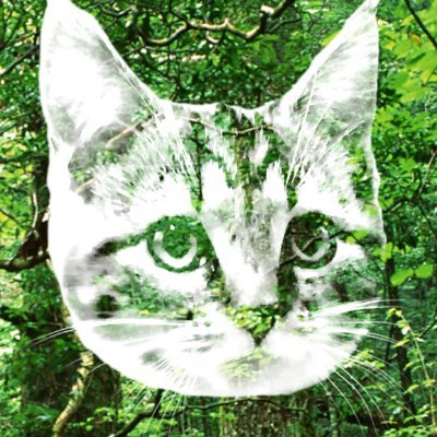 HanaminMeowlert Profile Picture