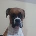Max the Boxer (@max_the_boxer_) Twitter profile photo Max the Boxer (@max_the_boxer_) Twitter profile photo