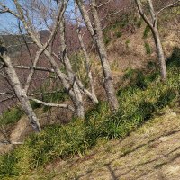 びり (@bill_pelec) 's Twitter Profile