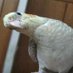 kobeni (@kobeni1017) Twitter profile photo kobeni (@kobeni1017) Twitter profile photo
