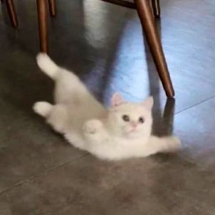 Oo_hok_oO's profile picture. 